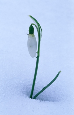 Snowdrop