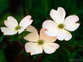 Dogwood blossom