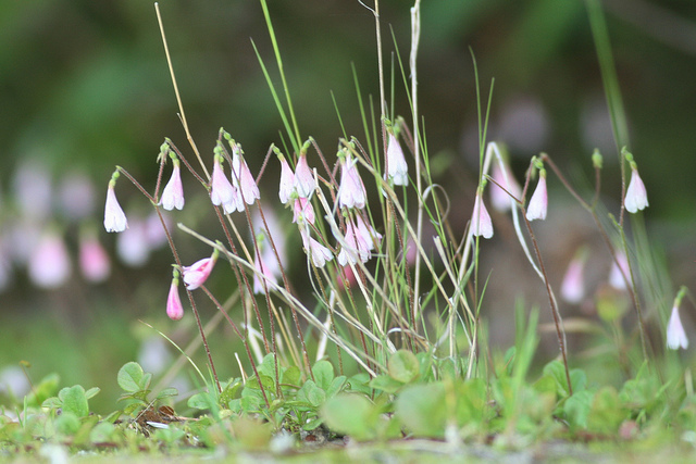 Twinflower