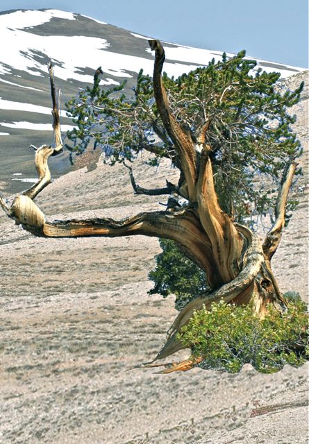 bristlecone pine